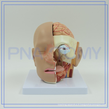 PNT-1632 modèle d&#39;anatomie tête humain de haute qualité avec